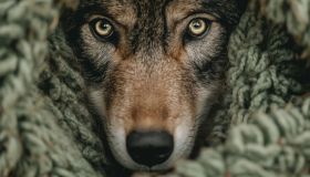 Riciclare il pelo del cane: tutti i modi per riutilizzarlo e trasformarlo in lana