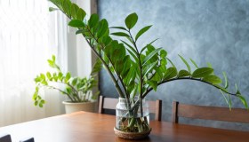 Zamioculcas, dove posizionarla in casa, quanto bagnarla e perché le foglie ingialliscono