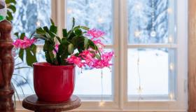 Schlumbergera, dove tenere il cactus di Natale