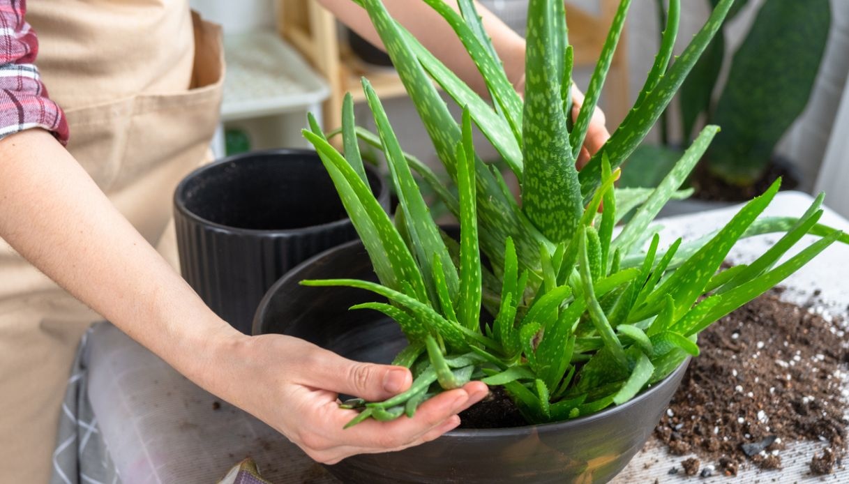 Aloe vera in casa, dove posizionarla e perché si affloscia