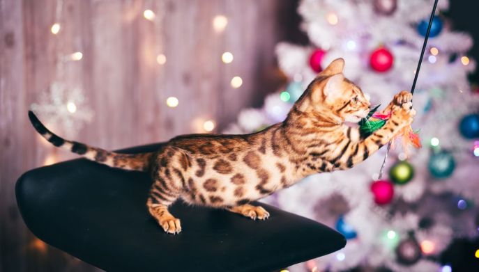 Gatto si arrampica sull'albero di Natale