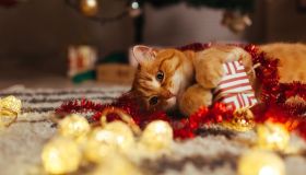 Gatti a Natale: i pericoli a cui fare attenzione a cui non avevi pensato