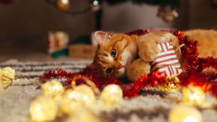 Gatti a Natale: i pericoli a cui fare attenzione a cui non avevi pensato