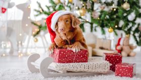 Natale in sicurezza per i cani: cosa fare e cosa no per stare tutti più sereni