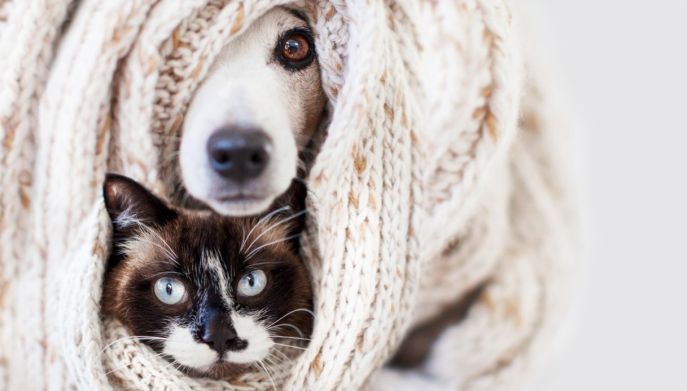 Cane e gatto spaventati per i botti di Capodanno