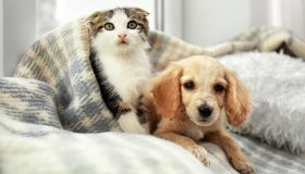 Come proteggere cani e gatti dai botti di capodanno