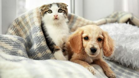 Come proteggere cani e gatti dai botti di capodanno