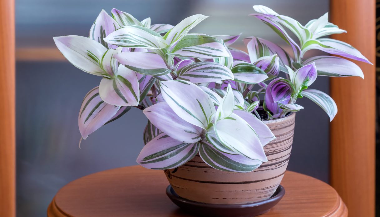 Tradescantia, dove posizionare e quanto annaffiare la pianta della miseria