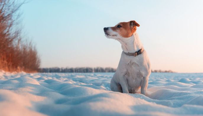 Cane di piccola taglia sulla neve