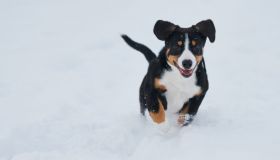 Cani sulla neve, la guida completa per divertirsi in sicurezza