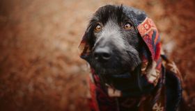 Quando usare il cappottino per il cane?