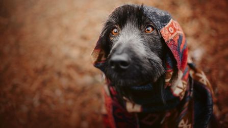 Quando usare il cappottino per il cane?