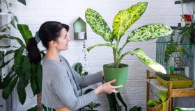 Dieffenbachia, come coltivarla, dove posizionarla e quanto bagnarla