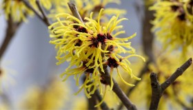 Hamamelis, dove piantare e come coltivare la pianta che fiorisce d’inverno