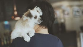 Perché i cani perdono il pelo in inverno?