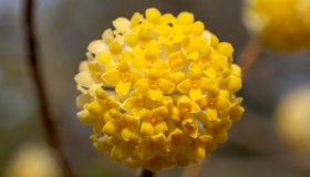 Edgeworthia chrysantha,  quando fiorisce, come riprodurre e potare il bastone di San Giuseppe