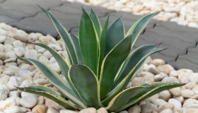 Agave in vaso o in terra, come coltivarla e quanto bagnarla