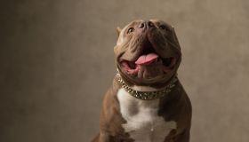 Quali sono i cani considerati più pericolosi del mondo?