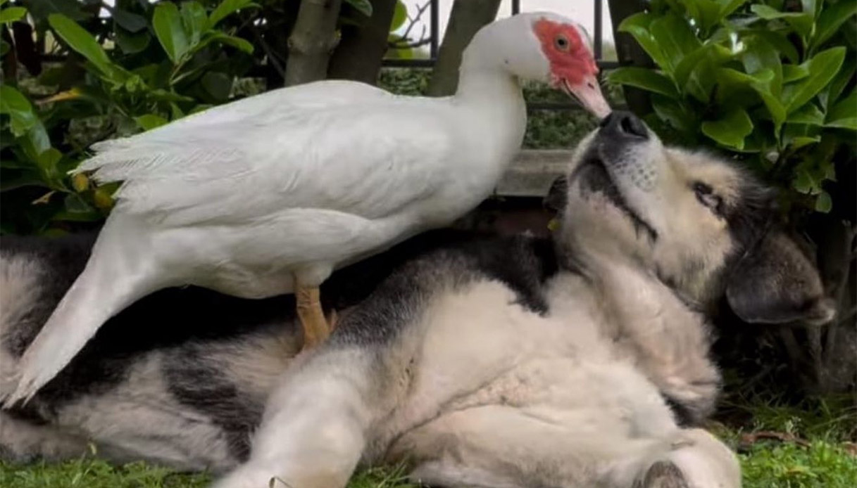 Il miracolo di Casa Speranza: l’anatra che diventò gli occhi del cane