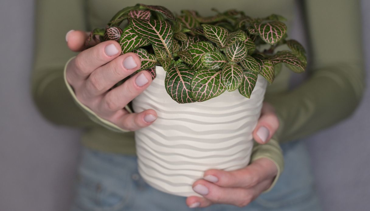 Fittonia, come curarla in vaso, dove tenerla e quanto innaffiarla