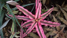 Cryptanthus bivittatus, come curare e quando bagnare la pianta a forma di stella rosa