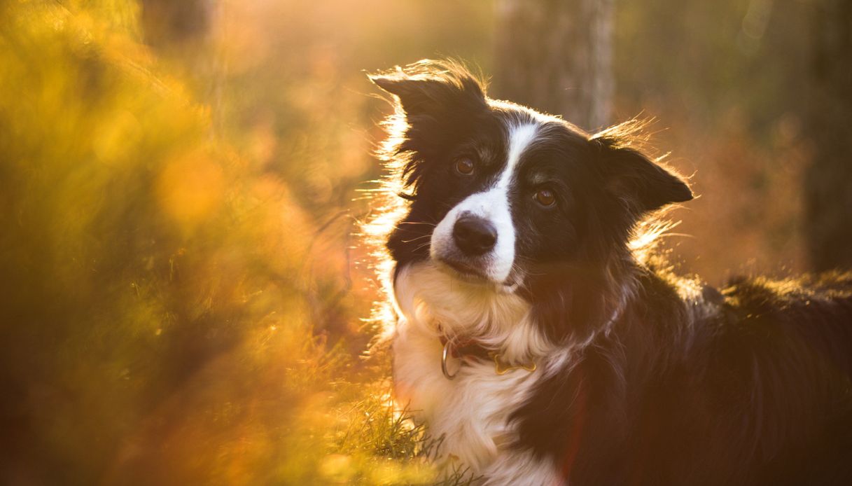 Quali sono i cani di taglia media più belli? Le razze che devi assolutamente conoscere