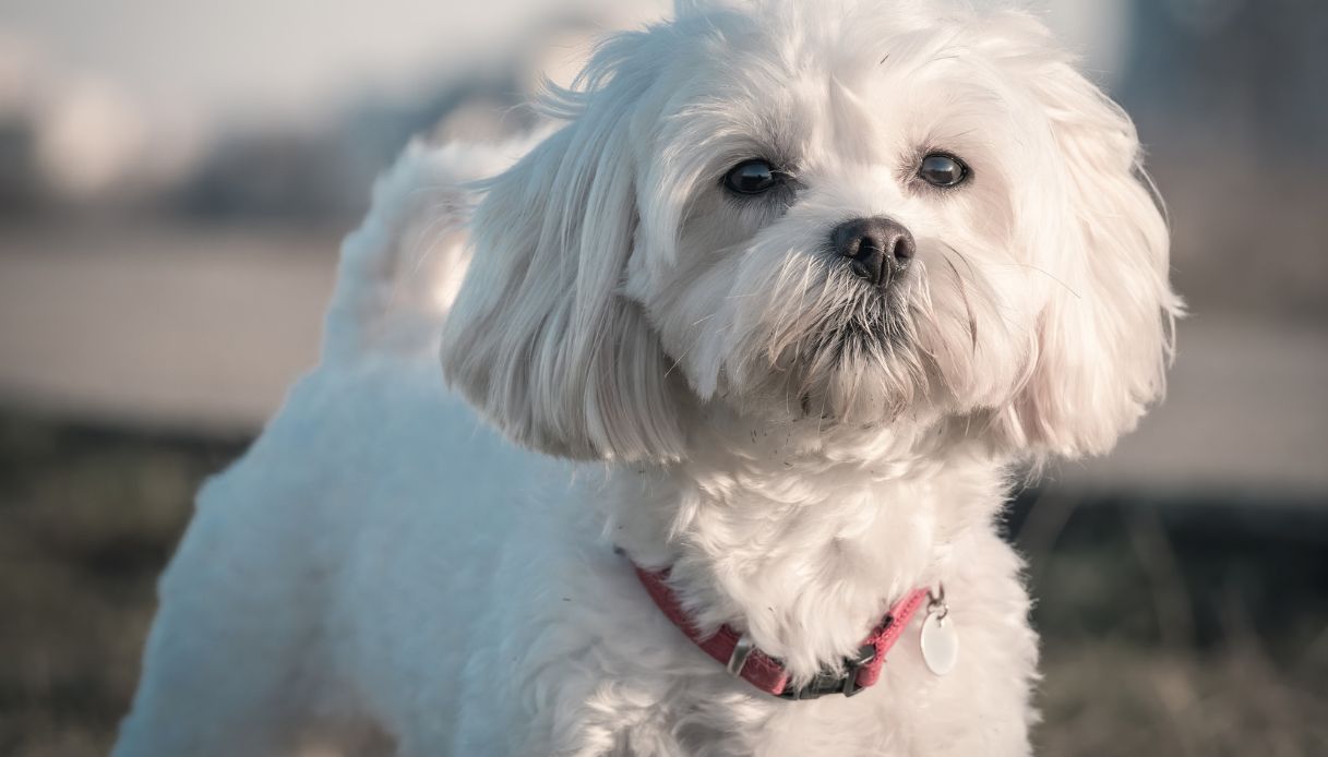 Cani di taglia piccola più belli: 10 razze irresistibili