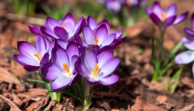 Crocus, dove piantare i bulbi, quando fioriscono e cosa fare dopo