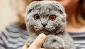 Quali sono i gatti più affettuosi in assoluto? Tutte le razze che non ti aspetti