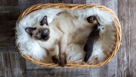 Quali sono i gatti più longevi? Le razze che ti staranno accanto più a lungo