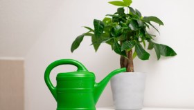 Pachira, dove posizionarla e quanto innaffiarla