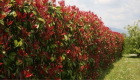 Photinia, come realizzare una siepe e che altezza raggiunge