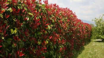 Photinia Compatta: 10 Piante Vere In Vaso 7 Cm, Ideali Per Siepi Rosse E Giardini, Resistenti E Facili Da Curare - Foto 2
