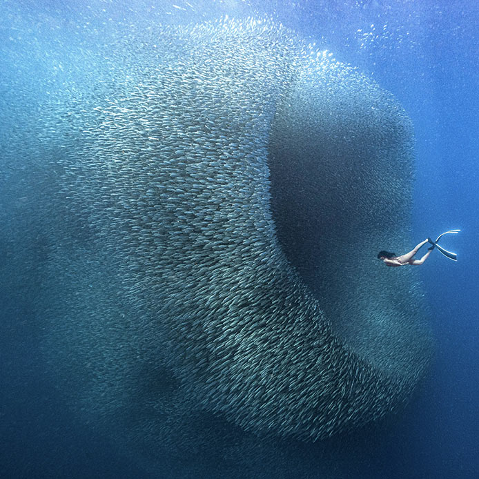 Jay's Incredible Sardine Tunnel Swim - News Directory 3