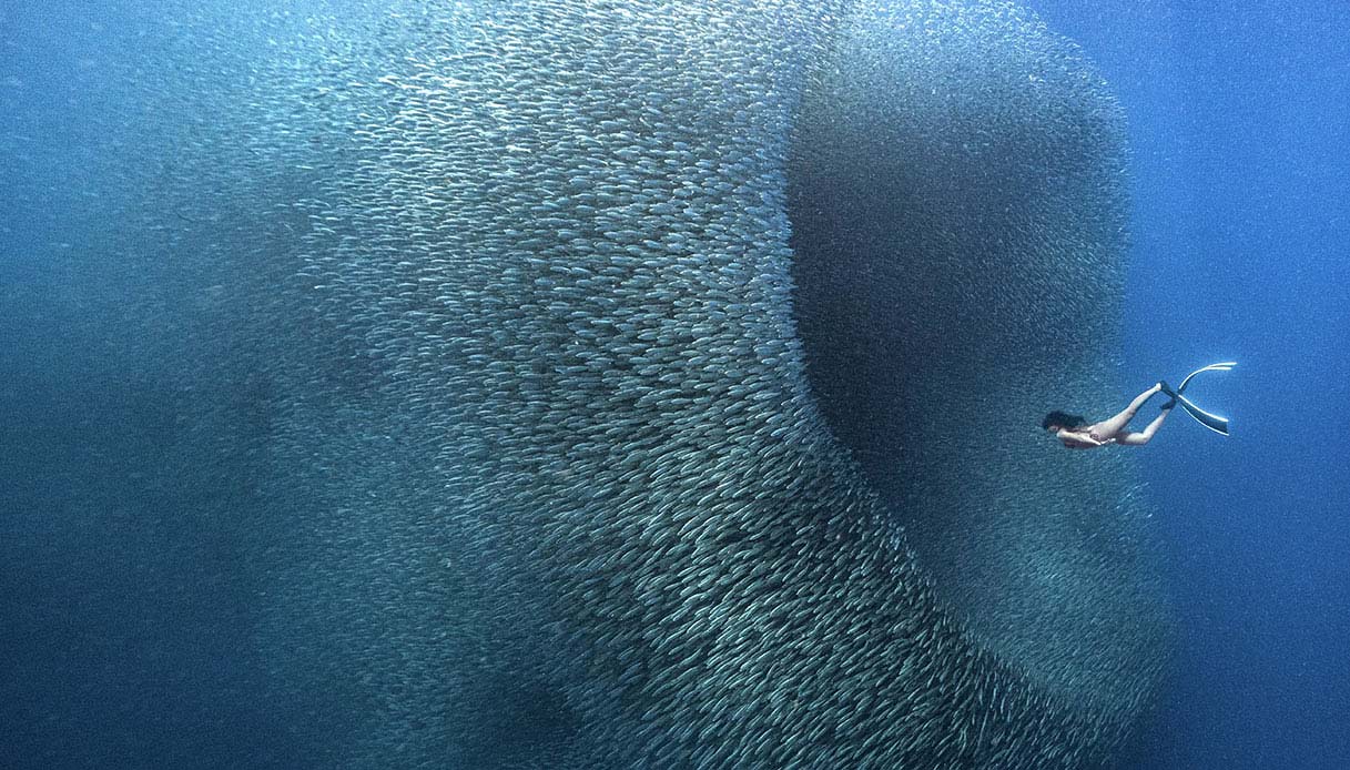 L’incredibile nuotata di Jay dentro il tunnel delle sardine