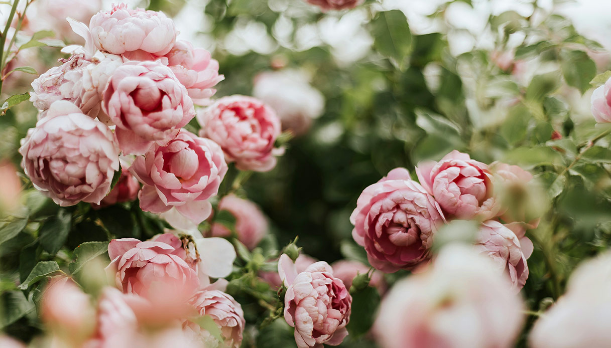 Le peonie sono ideali per balconi assolati: colorano e profumano lo spazio con eleganza e generosità
