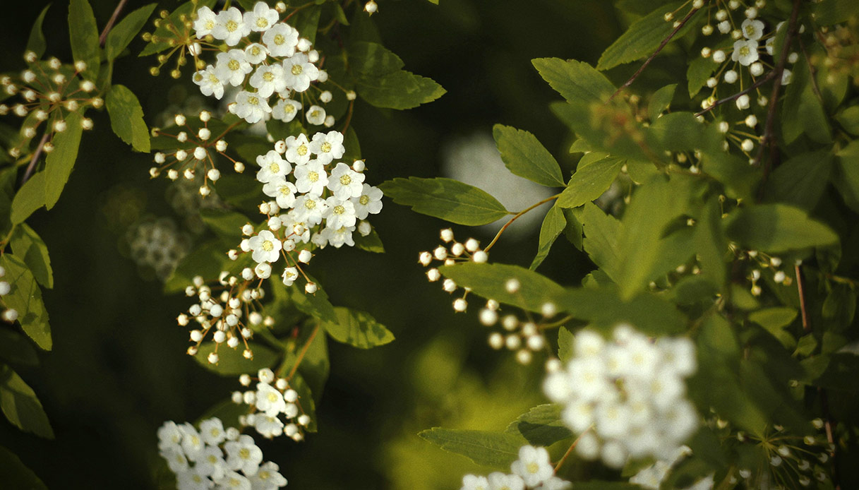 La spirea, con la sua fioritura candida e vaporosa, è perfetta per un balcone esposto al sole