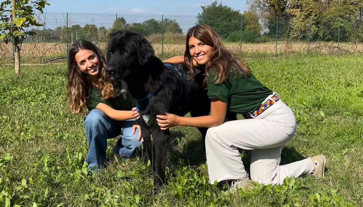 Empethy, per aiutare chi vuole adottare un cucciolo e risolvere il randagismo