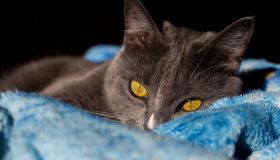 Quali sono i gatti più belli in circolazione? Le razze più affascinanti in assoluto