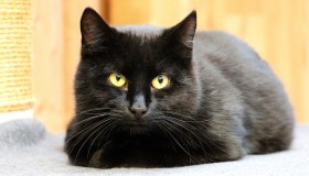 L’ex di Amici Zita Fusco in ospedale dopo essere stata colpita da un gatto caduto da un balcone