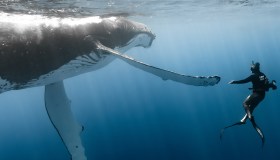 Il magico incontro tra la sub e la megattera gigante e curiosa