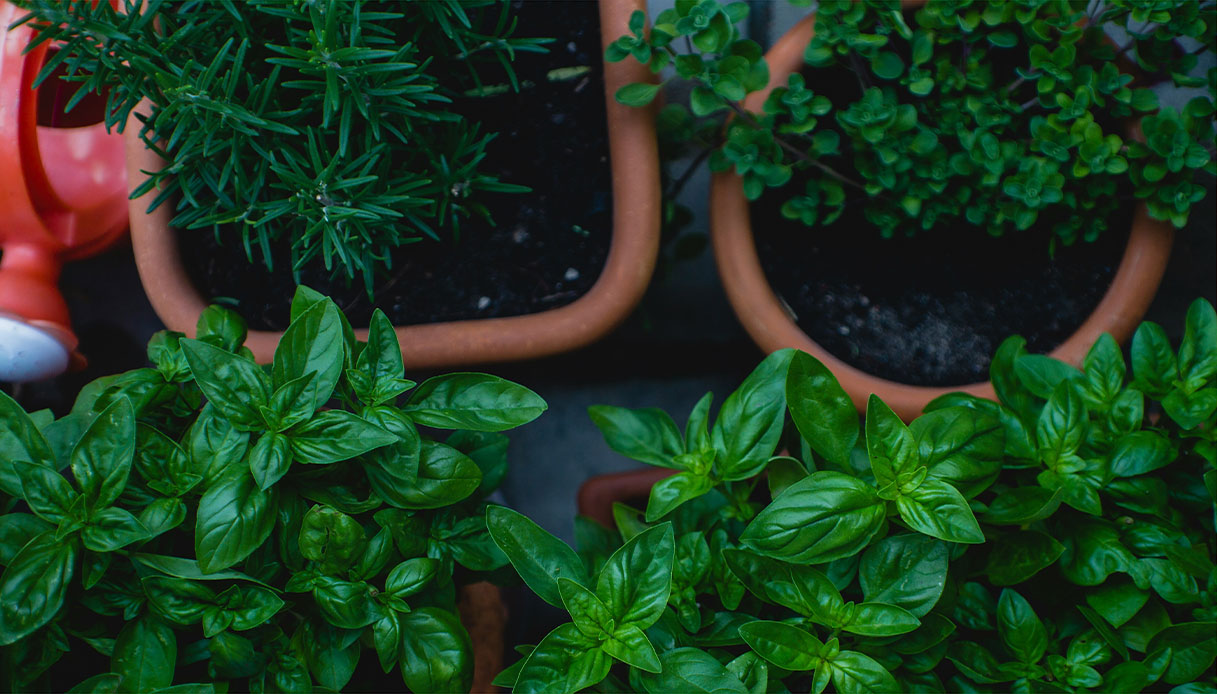 Basilico, rosmarino e origano: il trio perfetto per un angolo profumato e utile in cucina