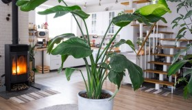 Strelitzia Nicolai, dove posizionarla, quanto innaffiarla e come curarla