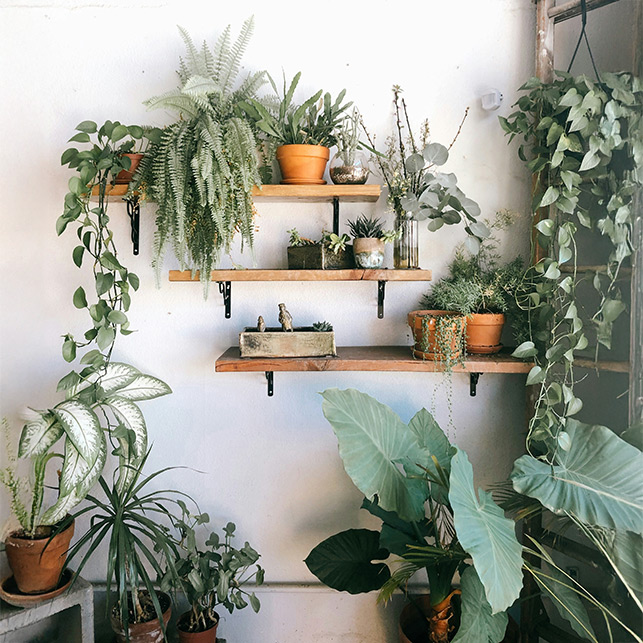 Pareti verdi e mensole in legno: una soluzione creativa per massimizzare il verde in poco spazio