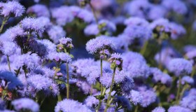 Agerato nano blu, come si coltiva, quanto cresce e dove posizionarlo