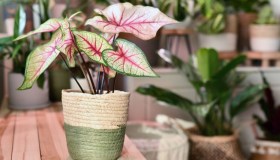 Caladium, come si cura la pianta, quanto innaffiarla e dove metterla