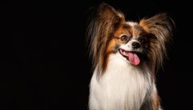 Quali sono i cani più intelligenti del mondo: le razze più brillanti in assoluto