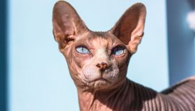 Quali sono i gatti più costosi: le razze più rare e preziose in circolazione