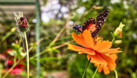 Il magnifico Giardino delle Farfalle tra fiori profumati e colori straordinari