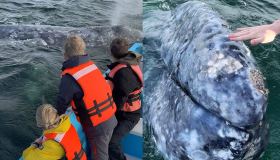 L’incontro inaspettato tra le balene grigie e due bambini